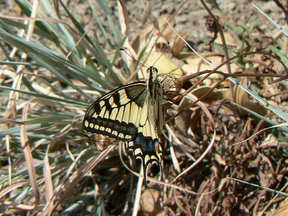 machaon in sfondo confuso