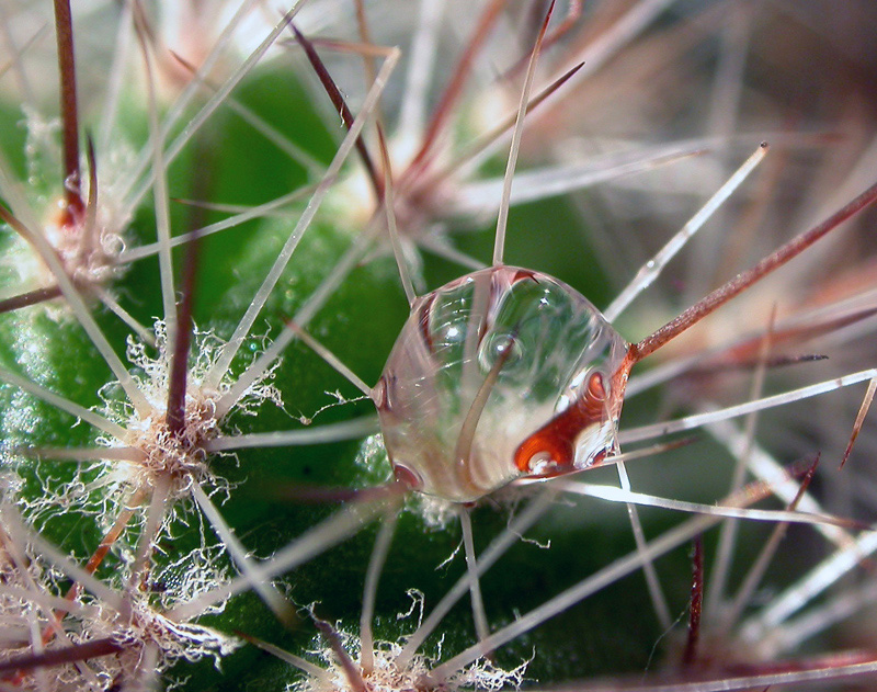 trappola di spine...