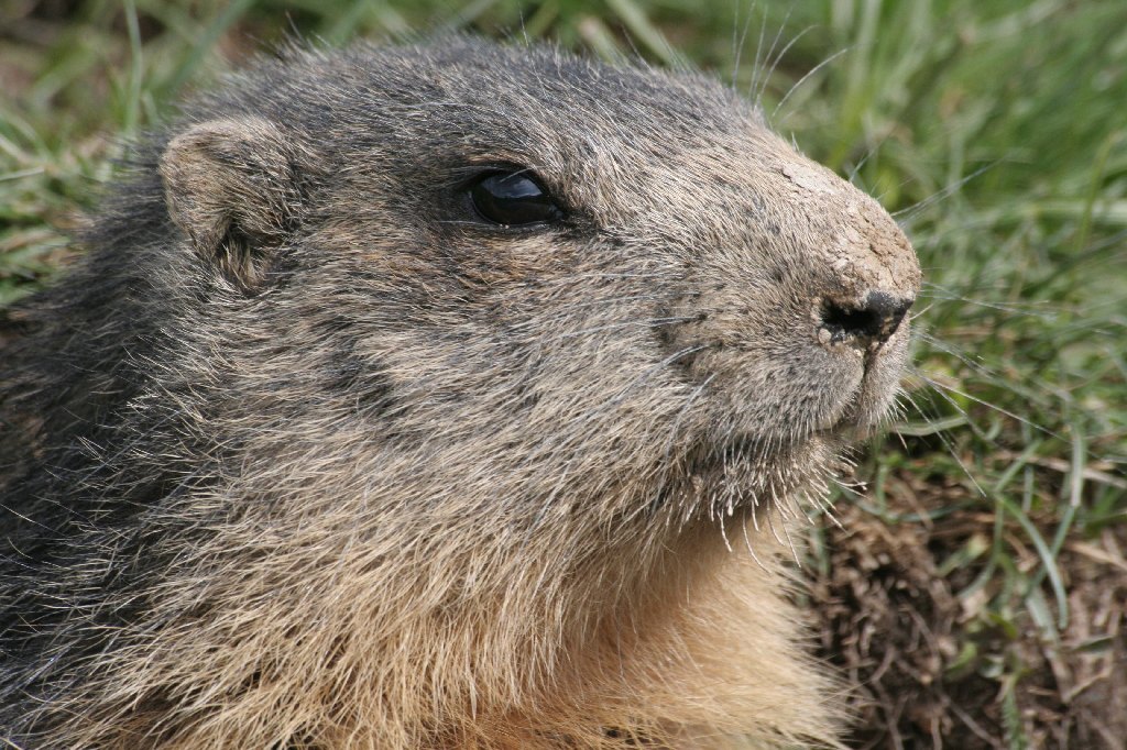 MARMOTTA 5