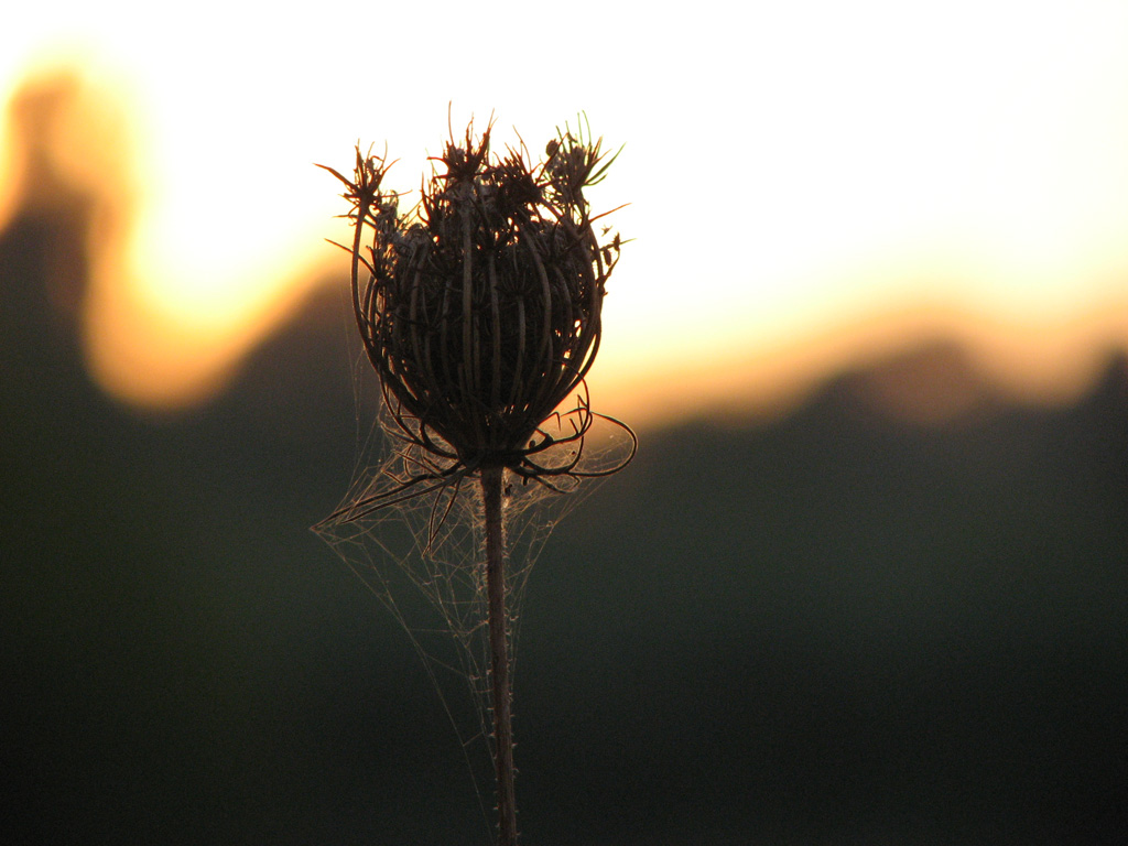 la vecchiaia di un fiore