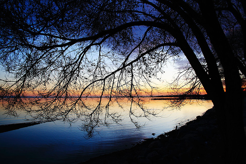 L'albero dei ricordi