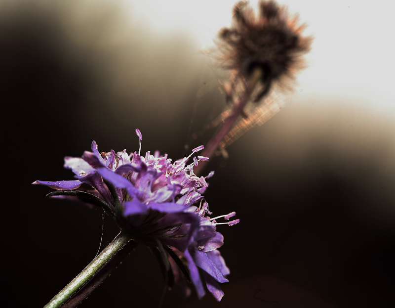 La Bella e la Bestia Dedicata a Nausicaa e Luciano
