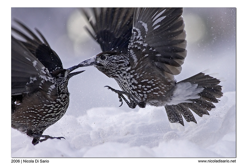 Schermaglia fra nocciolaie
