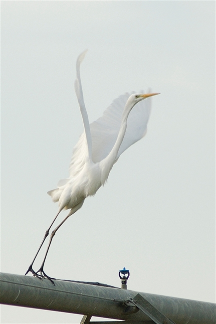 Airone Bianco Maggiore