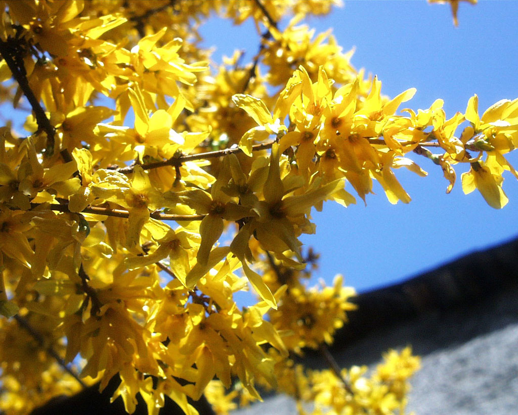 Fiori svizzeri in Sion