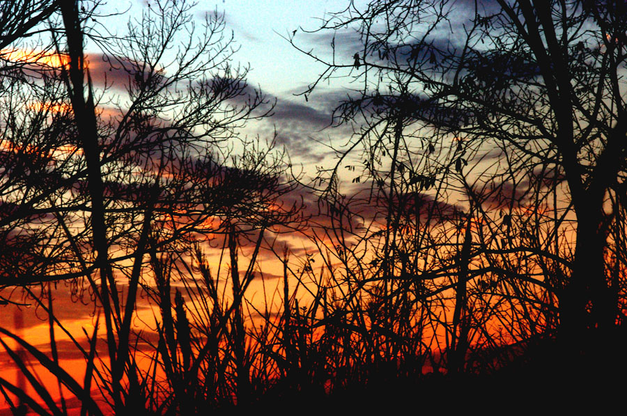 twilight for the trees