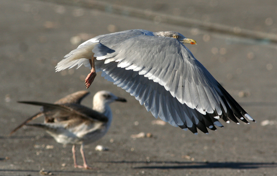 Gabbiano reale nordico (Larus argentatus)