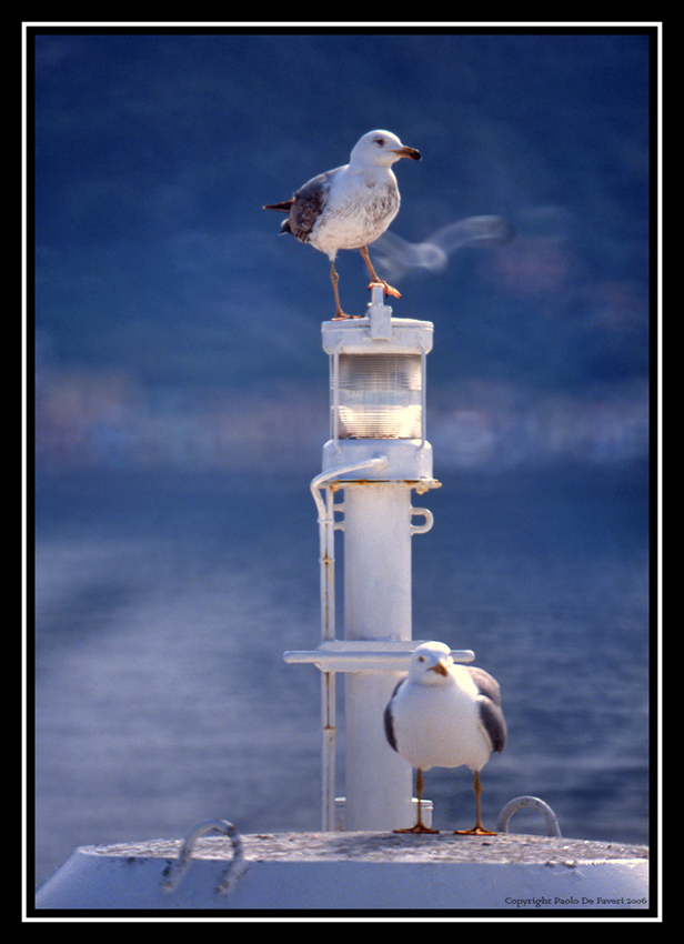 Portoghesi. Sul traghetto per l'Isola del Giglio.