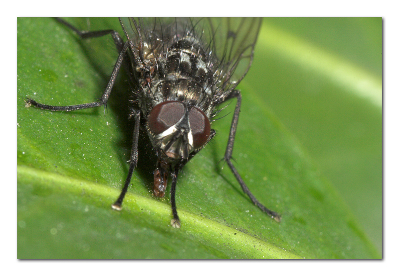 La polvere pi� dura? Il tuo "ditter" la cattura!