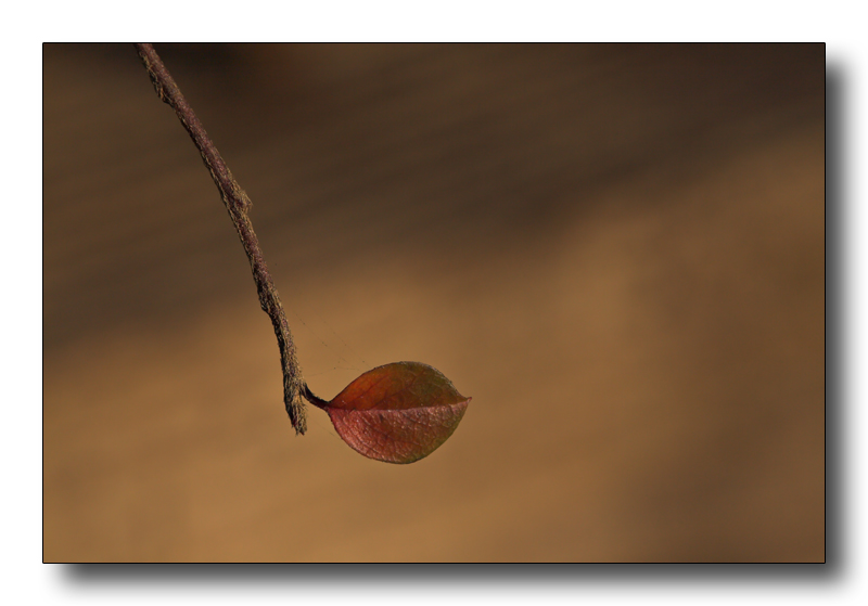 sola nel vento e nella luce