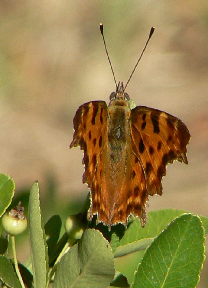 Ho lavato una Polygonia c-album e mi si � ristretta!