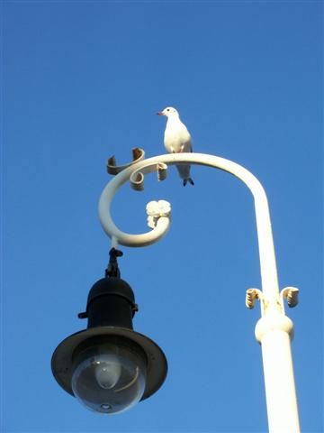 gabbiano su lampione