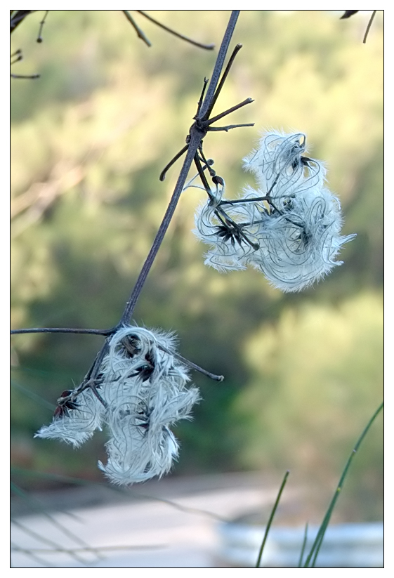 Sophisticated Lady (Reprise)