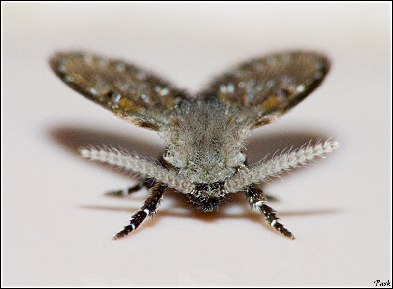 Alla faccia del moscerino...