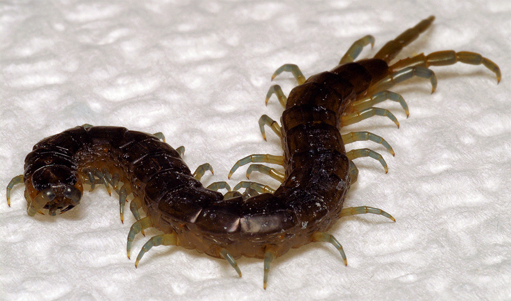 Scolopendra cingulata