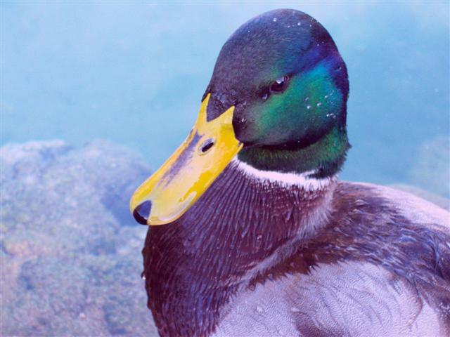 primo piano di un bel germano (corretto il verde)