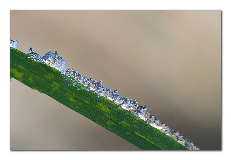 Ghiacciolo gusto erba