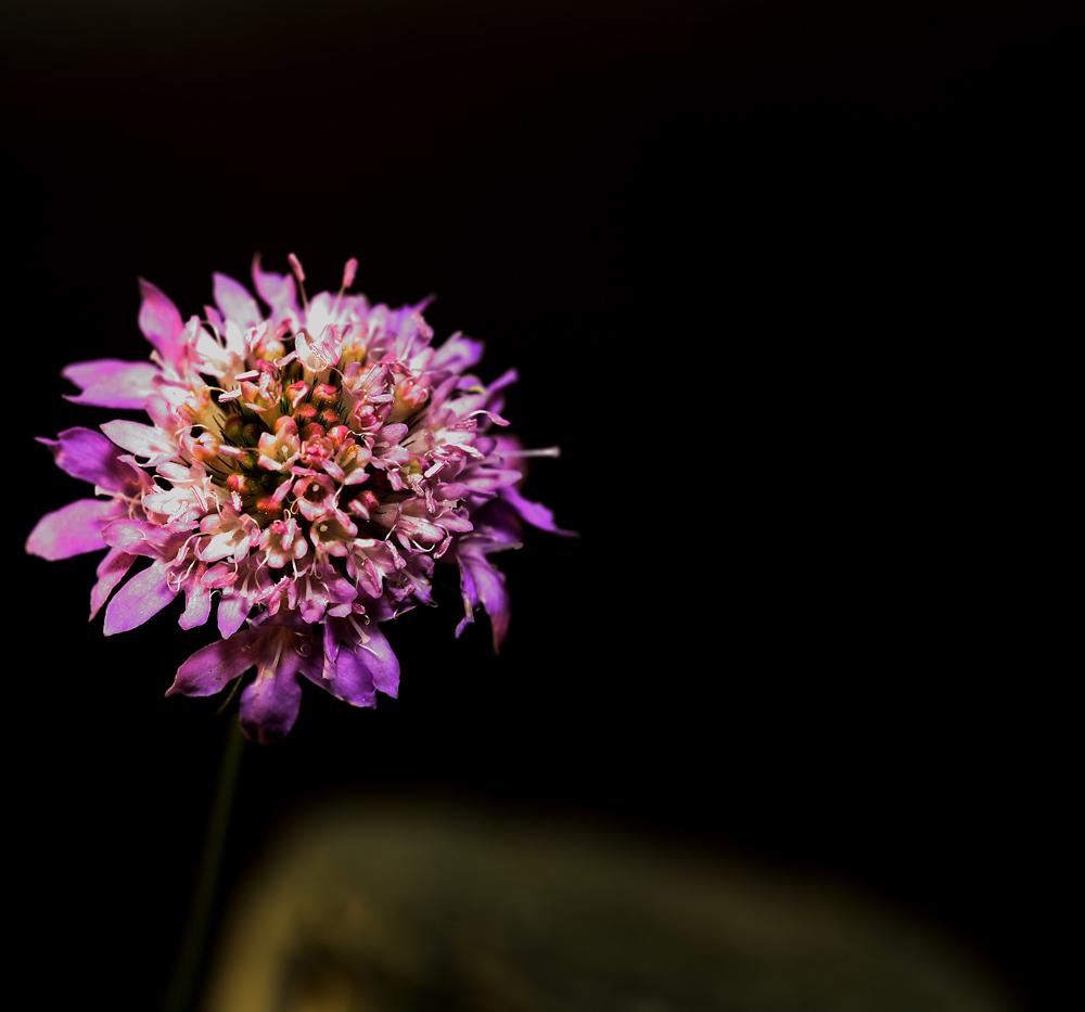 Fiore complesso Dedicato alle donne semplici
