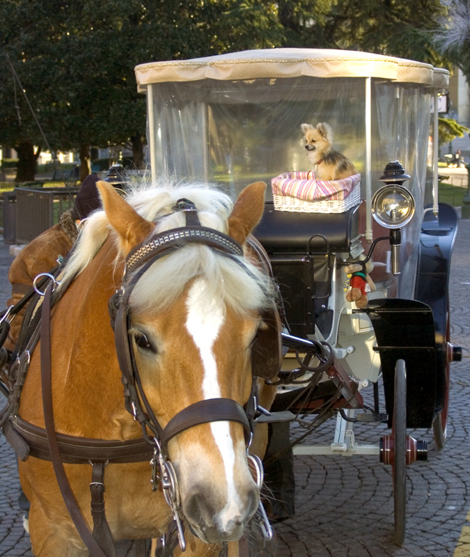 carrozza piazza bra vr