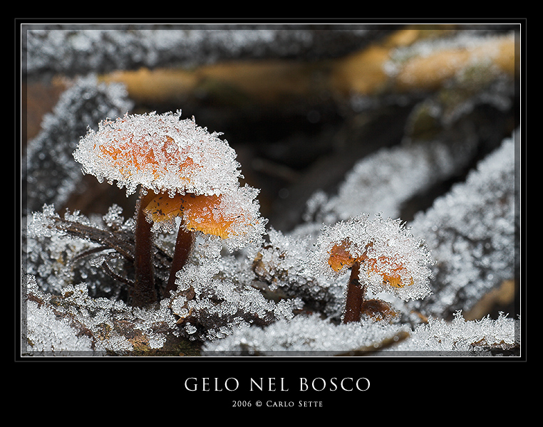 Gelo nel bosco