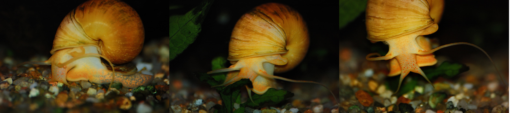 Macro di lumaca d'acqua dolce