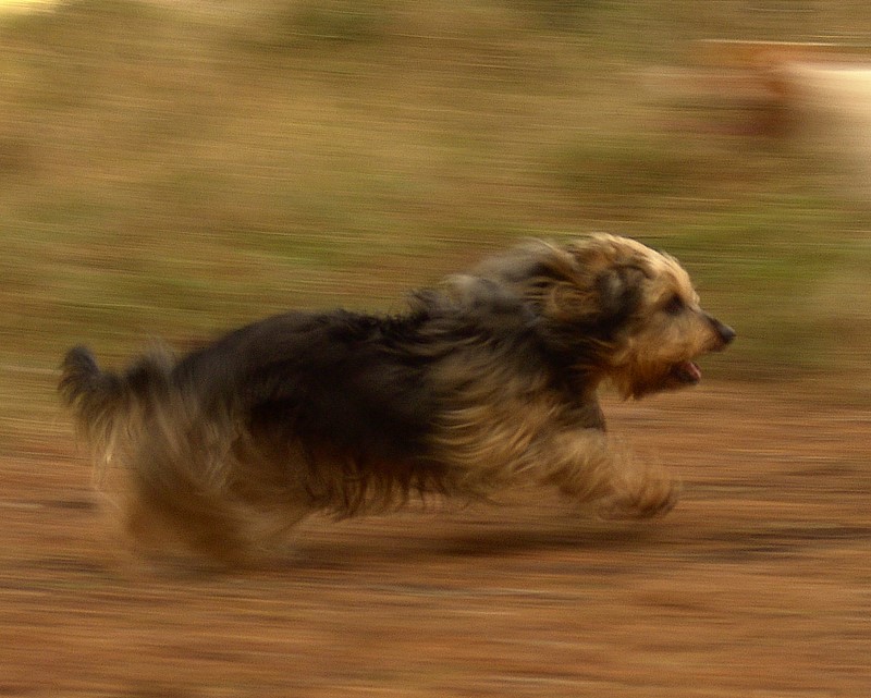 Pantegana da corsa - il mio 1 panning