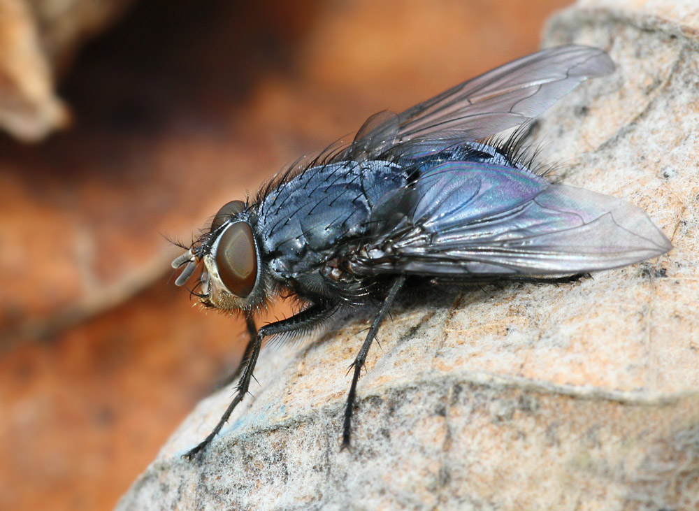 La mia mosca migliore...