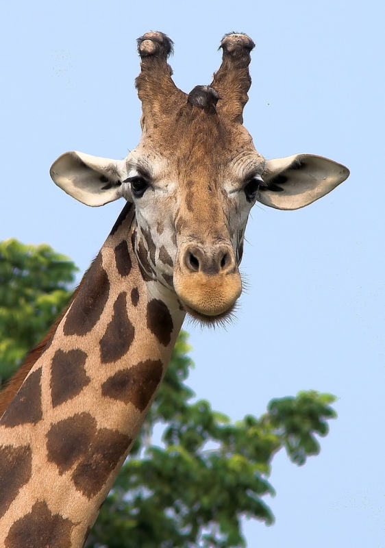Giraffa