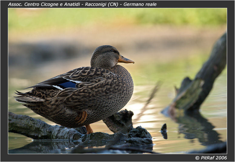 Germano reale