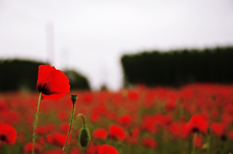 Solo fra i suoi simili