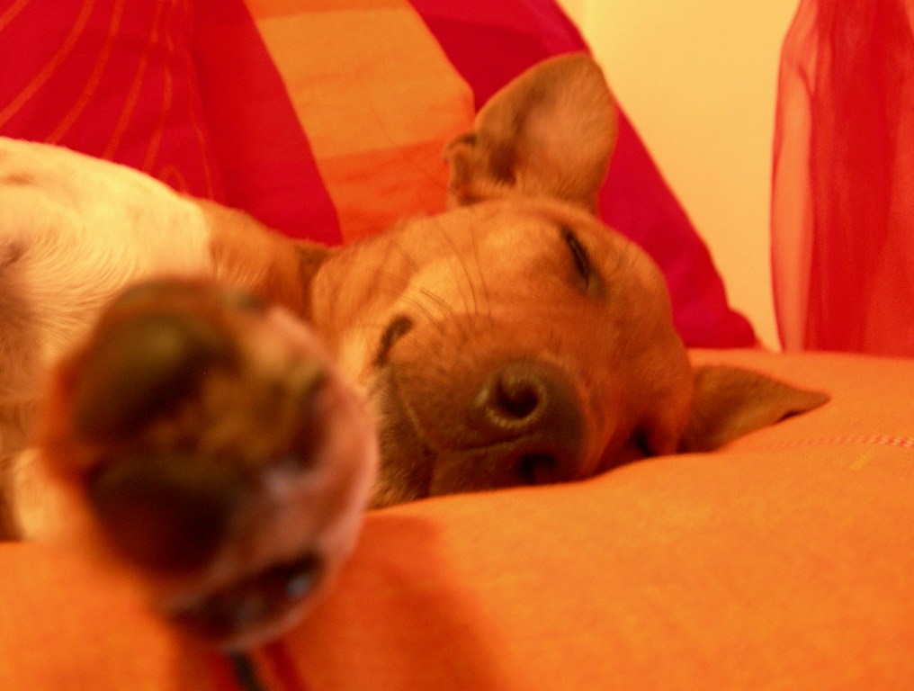 Tommaso che dorme...