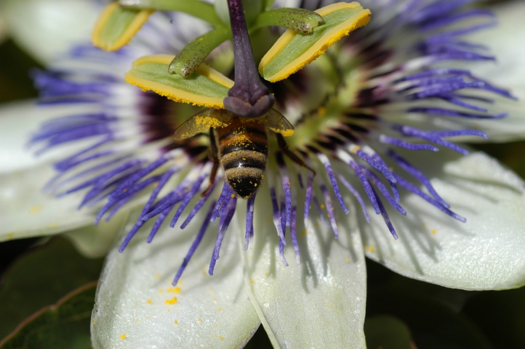 Ape trasportatore di polline...