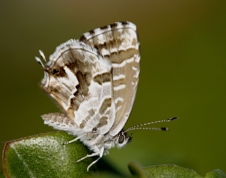 ottembrina..mi guarda