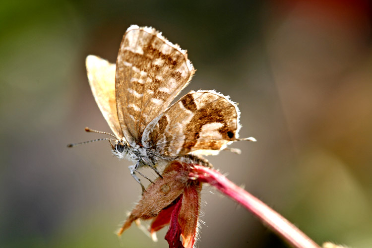 farfallina