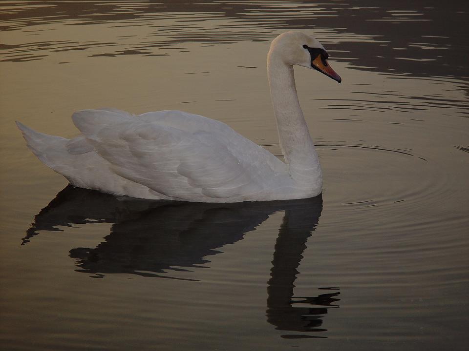 il candido lato oscuro