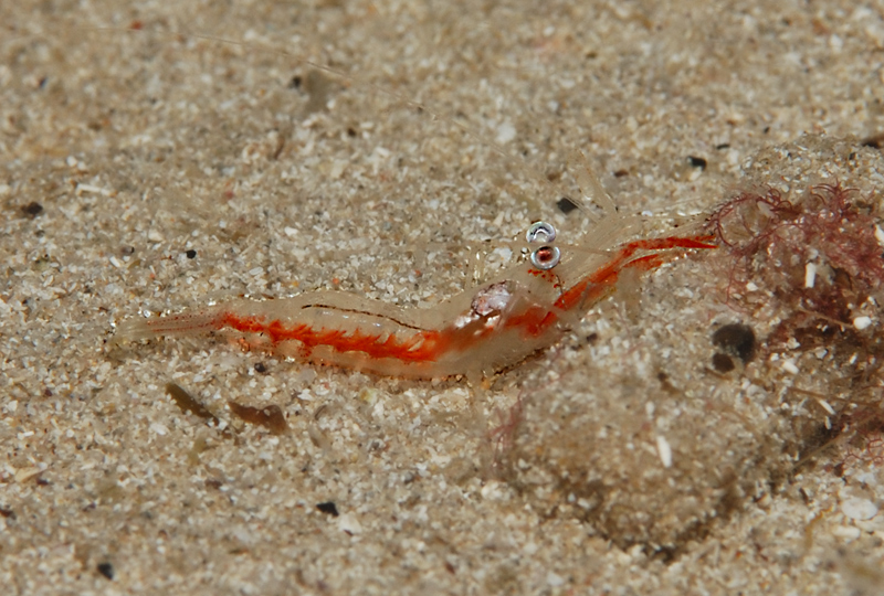 Il cugino dell'ectoplasma