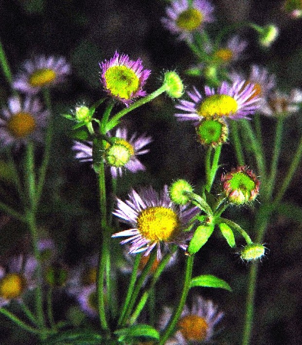 impressionismo (se manca la nitidezza...)