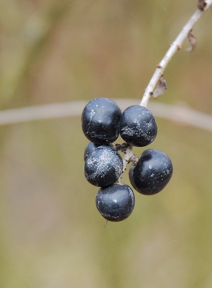 che palle, solo una prova di nitidezza