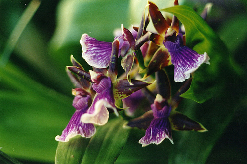 Orchidea viola