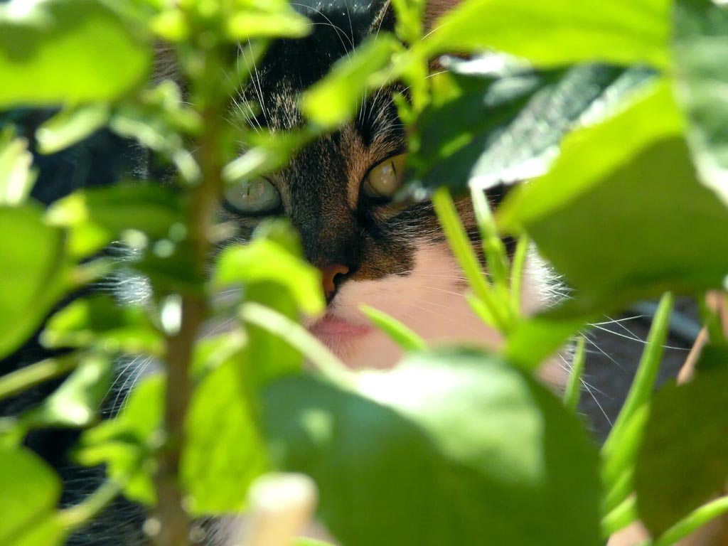 Ti vedo e non Ti vedo