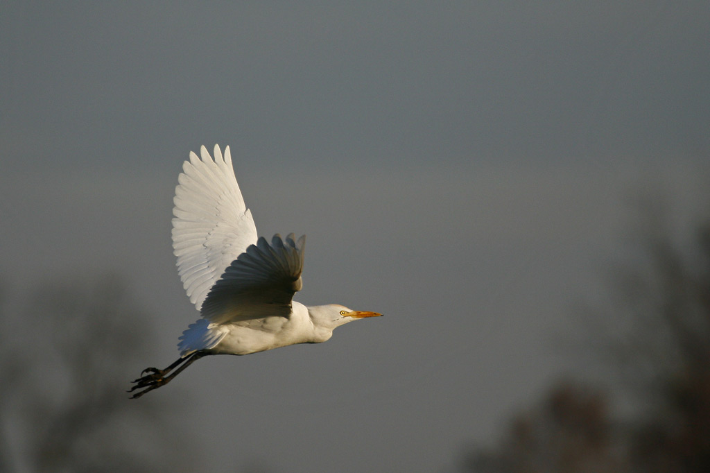 Airone Guardabuoi ...