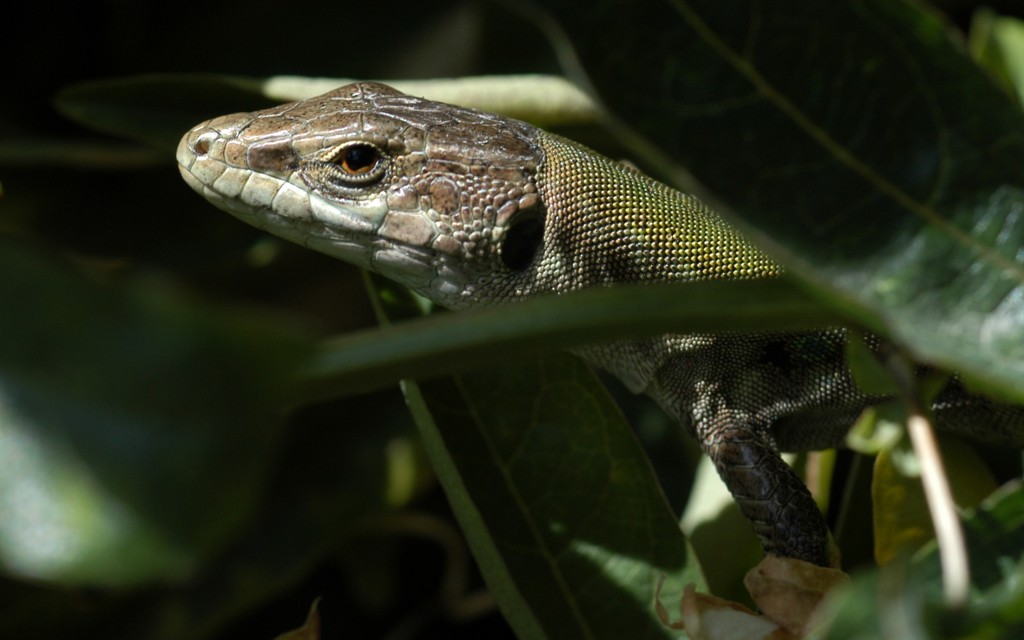 Lizard peeking