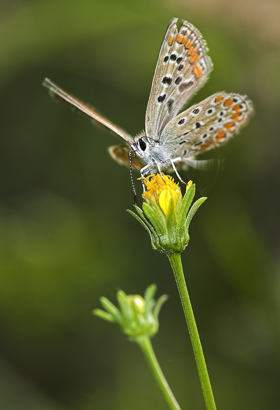 danzando sul fiore