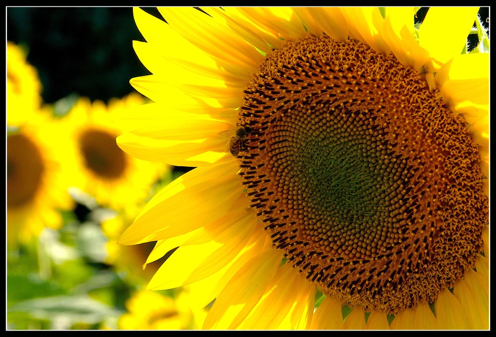 Girasole
