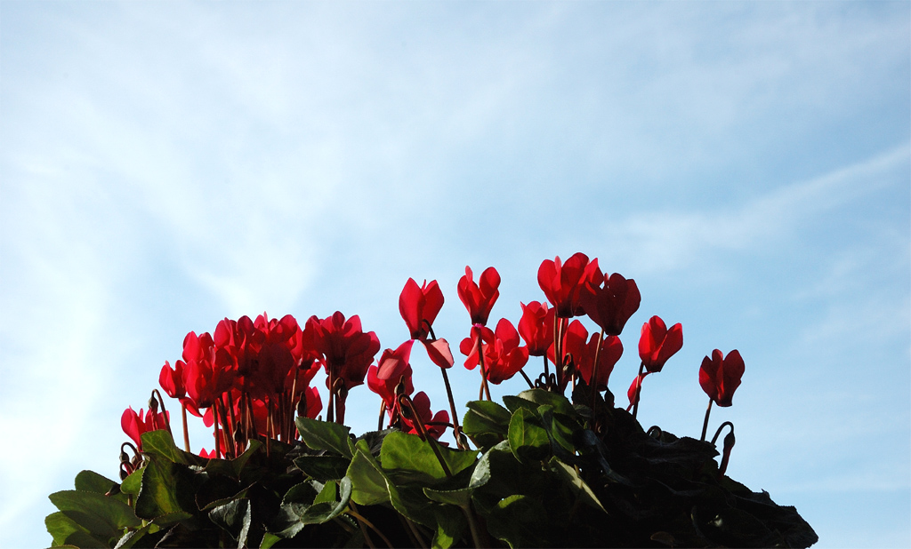 Ciclamini contro il cielo