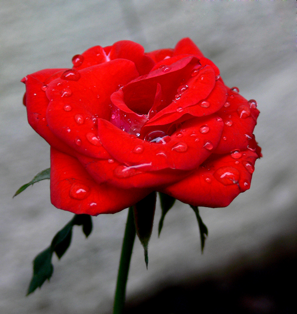 Red Rose