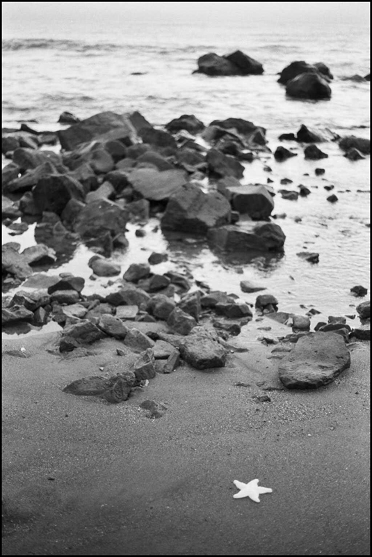 La stella di plastica