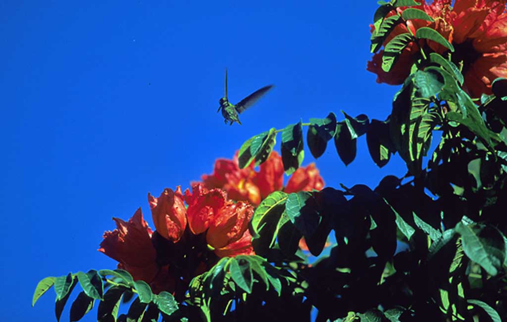 guatemala colibr� del lago atitlan