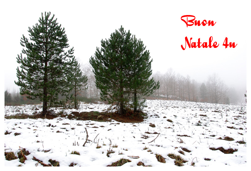 Buon Natale 4U!