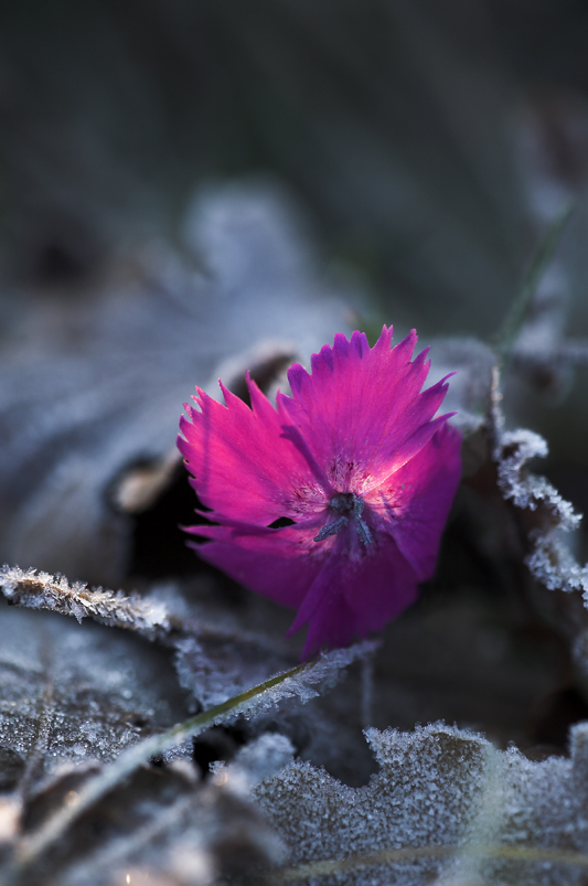 luce tra il ghiaccio